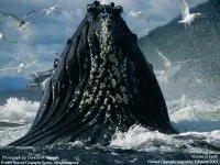 Кити, кит (cetacea), море, життя китів, запліднення, пологи, дитинча, мама кит, шкіра китенка, (китів) Кити, кит (cetacea), море, життя китів, запліднення, пологи, дитинча, мама кит, шкіра китенка,