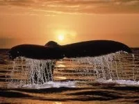 Кити, кит (cetacea), море, життя китів, запліднення, пологи, дитинча, мама кит, шкіра китенка, (cetacea) Кити, кит (cetacea), море, життя китів, запліднення, пологи, дитинча, мама кит, шкіра китенка,