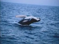 Кити, кит (cetacea), море, життя китів, запліднення, пологи, дитинча, мама кит, шкіра китенка, (cetacea) Кити, кит (cetacea), море, життя китів, запліднення, пологи, дитинча, мама кит, шкіра китенка,