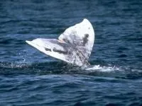 Кити, кит (cetacea), море, життя китів, запліднення, пологи, дитинча, мама кит, шкіра китенка, (море) Кити, кит (cetacea), море, життя китів, запліднення, пологи, дитинча, мама кит, шкіра китенка,