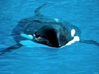 Кити, кит (cetacea), море, життя китів, запліднення, пологи, дитинча, мама кит, шкіра китенка, (cetacea) Кити, кит (cetacea), море, життя китів, запліднення, пологи, дитинча, мама кит, шкіра китенка,