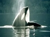 Кити, кит (cetacea), море, життя китів, запліднення, пологи, дитинча, мама кит, шкіра китенка, (пологи) Кити, кит (cetacea), море, життя китів, запліднення, пологи, дитинча, мама кит, шкіра китенка,