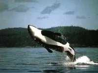 Кити, кит (cetacea), море, життя китів, запліднення, пологи, дитинча, мама кит, шкіра китенка, (cetacea) Кити, кит (cetacea), море, життя китів, запліднення, пологи, дитинча, мама кит, шкіра китенка,