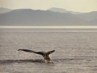 Кити, кит (cetacea), море, життя китів, запліднення, пологи, дитинча, мама кит, шкіра китенка, (пологи) Кити, кит (cetacea), море, життя китів, запліднення, пологи, дитинча, мама кит, шкіра китенка,
