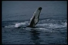 Кити, кит (cetacea), море, життя китів, запліднення, пологи, дитинча, мама кит, шкіра китенка, (життя) Кити, кит (cetacea), море, життя китів, запліднення, пологи, дитинча, мама кит, шкіра китенка,