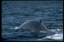 Кити, кит (cetacea), море, життя китів, запліднення, пологи, дитинча, мама кит, шкіра китенка, (пологи) Кити, кит (cetacea), море, життя китів, запліднення, пологи, дитинча, мама кит, шкіра китенка,