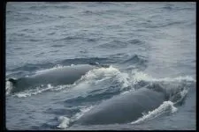 Кити, кит (cetacea), море, життя китів, запліднення, пологи, дитинча, мама кит, шкіра китенка, (пологи) Кити, кит (cetacea), море, життя китів, запліднення, пологи, дитинча, мама кит, шкіра китенка,