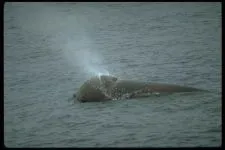 Кити, кит (cetacea), море, життя китів, запліднення, пологи, дитинча, мама кит, шкіра китенка, (пологи) Кити, кит (cetacea), море, життя китів, запліднення, пологи, дитинча, мама кит, шкіра китенка,