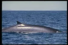 Кити, кит (cetacea), море, життя китів, запліднення, пологи, дитинча, мама кит, шкіра китенка, (життя) Кити, кит (cetacea), море, життя китів, запліднення, пологи, дитинча, мама кит, шкіра китенка,