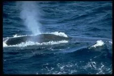 Кити, кит (cetacea), море, життя китів, запліднення, пологи, дитинча, мама кит, шкіра китенка, (пологи) Кити, кит (cetacea), море, життя китів, запліднення, пологи, дитинча, мама кит, шкіра китенка,