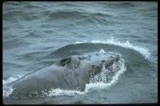 Кити, кит (cetacea), море, життя китів, запліднення, пологи, дитинча, мама кит, шкіра китенка, (життя) Кити, кит (cetacea), море, життя китів, запліднення, пологи, дитинча, мама кит, шкіра китенка,