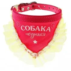 Коли можна цуценяті одягати ошийник (нашийник) Коли можна цуценяті одягати ошийник