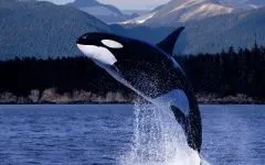 Кити, кит (cetacea), море, життя китів, запліднення, пологи, дитинча, мама кит, шкіра китенка, (життя) Кити, кит (cetacea), море, життя китів, запліднення, пологи, дитинча, мама кит, шкіра китенка,