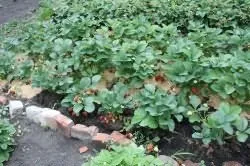 Полуниця ремонтантна з насіння як виростити