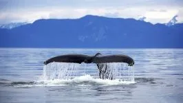 Кити, кит (cetacea), море, життя китів, запліднення, пологи, дитинча, мама кит, шкіра китенка, (життя) Кити, кит (cetacea), море, життя китів, запліднення, пологи, дитинча, мама кит, шкіра китенка,