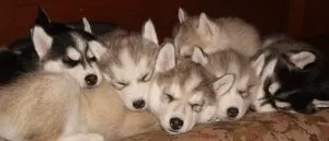 Коли цуценя садити на ланцюг, мій щеня (щеня) Коли цуценя садити на ланцюг, мій щеня