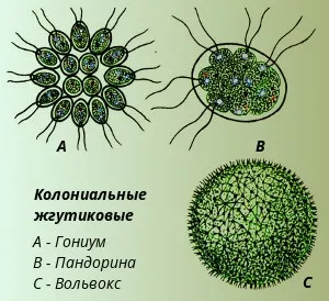 Колоніальні форми - студопедія
