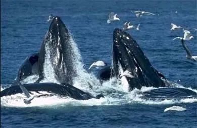 Кити, кит (cetacea), море, життя китів, запліднення, пологи, дитинча, мама кит, шкіра китенка, (cetacea) Кити, кит (cetacea), море, життя китів, запліднення, пологи, дитинча, мама кит, шкіра китенка,