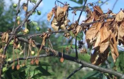 Китайська вишня опис і характеристика сорту, посадка і догляд (сорти) Китайська вишня опис і характеристика сорту, посадка і догляд
