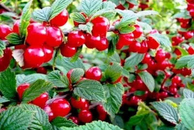 Китайська вишня опис і характеристика сорту, посадка і догляд (китайська) Китайська вишня опис і характеристика сорту, посадка і догляд