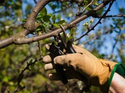 Китайська вишня опис і характеристика сорту, посадка і догляд (вишня) Китайська вишня опис і характеристика сорту, посадка і догляд
