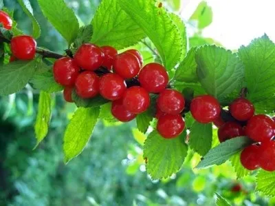 Китайська вишня опис і характеристика сорту, посадка і догляд (сорти) Китайська вишня опис і характеристика сорту, посадка і догляд