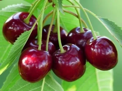 Китайська вишня опис і характеристика сорту, посадка і догляд (вишня) Китайська вишня опис і характеристика сорту, посадка і догляд