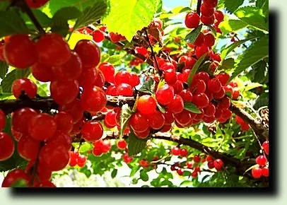 Китайська вишня, розмноження і догляд, дача своїми руками (китайська) Китайська вишня, розмноження і догляд, дача своїми руками