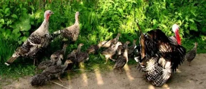 Коли починають нестися індички в домашніх умовах