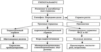 Класифікація гормонів за належністю до органу (органу) Класифікація гормонів за належністю до органу