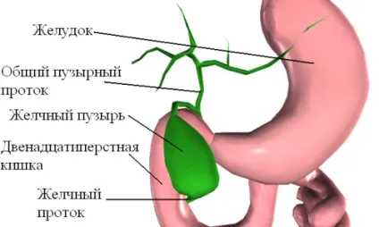 Кіста жовчного міхура симптоми і лікування (міхура) Кіста жовчного міхура симптоми і лікування