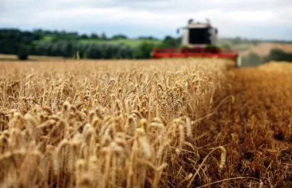 Коли запрацюють магазини в гірках, гірки-Горецький вісник (вісник) Коли запрацюють магазини в гірках, гірки-Горецький вісник