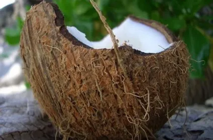 Кокос - користь і шкода для організму, корисні властивості кокоса (користь) Кокос - користь і шкода для організму, корисні властивості кокоса
