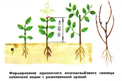 Китайська вишня опис і характеристика сорту, посадка і догляд (догляд) Китайська вишня опис і характеристика сорту, посадка і догляд