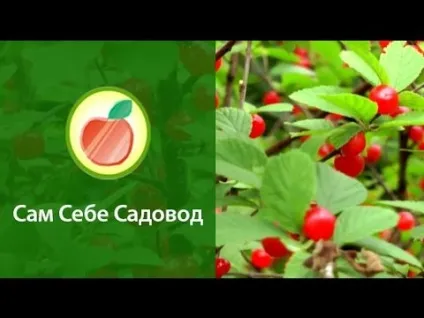Китайська вишня опис і характеристика сорту, посадка і догляд (китайська) Китайська вишня опис і характеристика сорту, посадка і догляд