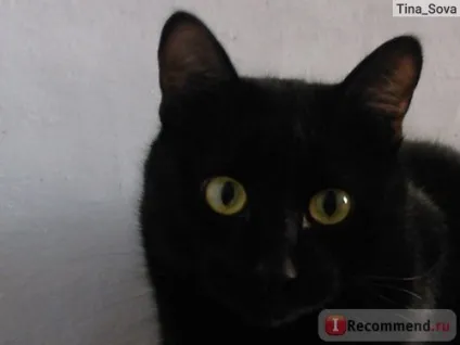 Kitekat улюблена порція в соусі по-домашньому - «цей корм вбив мого кота», відгуки покупців (по-домашньому) Kitekat улюблена порція в соусі по-домашньому - «цей корм вбив мого кота», відгуки покупців