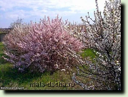 Китайська вишня, розмноження і догляд, дача своїми руками (китайська) Китайська вишня, розмноження і догляд, дача своїми руками