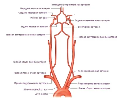 колатерального кровообігу
