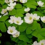 Кімнатна кислиця або метелик догляд в домашніх умовах, розмноження (догляд) Кімнатна кислиця або метелик догляд в домашніх умовах, розмноження