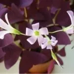 Кімнатна кислиця або метелик догляд в домашніх умовах, розмноження (домашніх) Кімнатна кислиця або метелик догляд в домашніх умовах, розмноження
