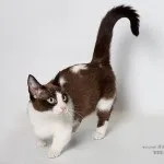 Короткі лапи, породи кішок