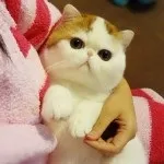 Короткі лапи, породи кішок