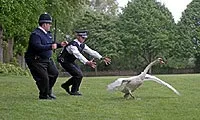 Комедія типу круті лягаві (hot fuzz)