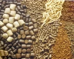 Годування кроленят як, ніж вигодувати без кролиці, після відсадження (кролиці) Годування кроленят як, ніж вигодувати без кролиці, після відсадження