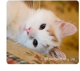 котячі афоризми
