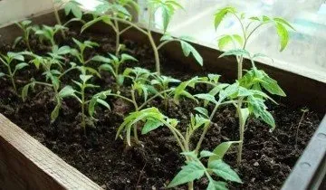 Кімнатні помідори взимку на підвіконні (помідори) Кімнатні помідори взимку на підвіконні