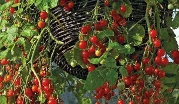 Кімнатні помідори взимку на підвіконні (підвіконні) Кімнатні помідори взимку на підвіконні