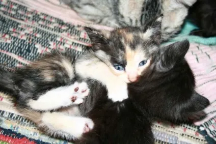 Котячі ніжності! Все бігом на обнімашкі - кішки шоу (ніжності) Котячі ніжності! Все бігом на обнімашкі - кішки шоу
