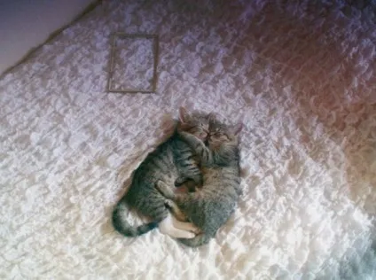 Котячі ніжності! Все бігом на обнімашкі - кішки шоу (ніжності) Котячі ніжності! Все бігом на обнімашкі - кішки шоу