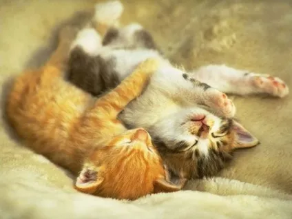 Котячі ніжності! Все бігом на обнімашкі - кішки шоу (ніжності) Котячі ніжності! Все бігом на обнімашкі - кішки шоу